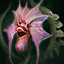 Icone Elseed